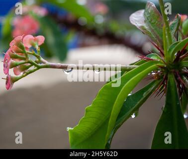 bouquet di fiori della corona di cristo Foto Stock