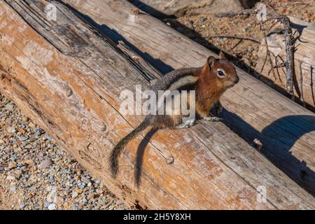 Scoiattolo del Monte Alberta Foto Stock