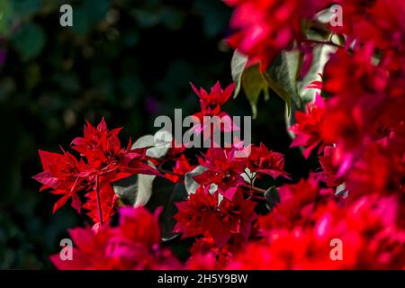 Foglie multicolore di Bougainvillea pianta primo piano su uno sfondo sfocato. Messa a fuoco selettiva Foto Stock