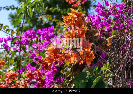 Foglie multicolore di Bougainvillea pianta primo piano su uno sfondo sfocato. Messa a fuoco selettiva Foto Stock