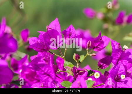 Foglie multicolore di Bougainvillea pianta da vicino su uno sfondo sfocato. Messa a fuoco selettiva Foto Stock