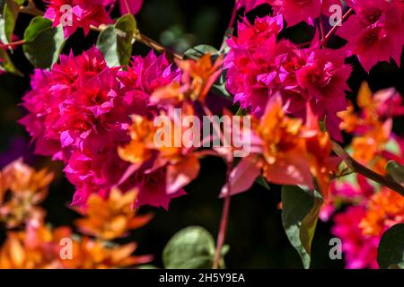 Foglie multicolore di Bougainvillea pianta primo piano su uno sfondo sfocato. Messa a fuoco selettiva Foto Stock