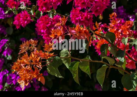 Foglie multicolore di Bougainvillea pianta primo piano su uno sfondo sfocato. Messa a fuoco selettiva Foto Stock