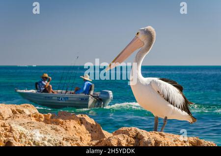 Un pellicano australiano si erge su una costa rocciosa guardando il passaggio di due pescatori in un gommone di alluminio a Coral Bay nell'Australia occidentale. Foto Stock