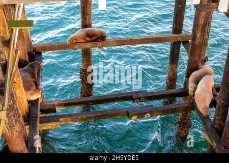 Leoni marini che dormono al molo di Santa Cruz, California Foto Stock