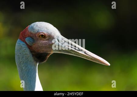 Ritratto della testa di un brolga australiano (Grus Rubicunda) nella riserva naturale del Queensland in Australia. Foto Stock