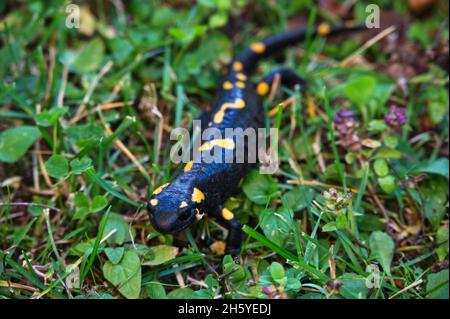 Primo piano di salamandro giallo nero macchiato nell'erba Foto Stock