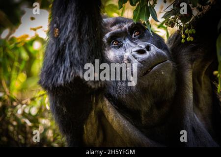 Settembre 2017. Gorilla con il gruppo Rushegura nel Parco Nazionale impenetrabile di Biwindi. Questo gruppo è stato uno dei primi nella zona abituato per il turismo gorilla tracking. Parco Nazionale impenetrabile di Bwindi, Uganda. Foto Stock