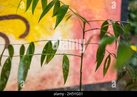 Luglio 2017. Almacega (Agathis philippinensis) piantina. Puerto Princesa, Palawan, Filippine. Foto Stock