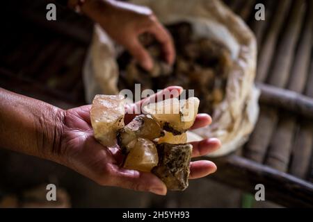 Luglio 2017. Primo piano della resina Almacega (Agathis philippinensis) è uno dei principali prodotti forestali non legnosi che guidano l'economia locale. Kayasan, Barangay Tagabinet, Palawan, Filippine. Foto Stock