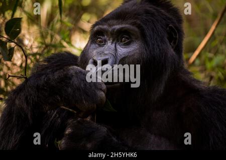 Settembre 2017. Gorilla con il gruppo Rushegura nel Parco Nazionale impenetrabile di Biwindi. Questo gruppo è stato uno dei primi nella zona abituato per il turismo gorilla tracking. Parco Nazionale impenetrabile di Bwindi, Uganda. Foto Stock