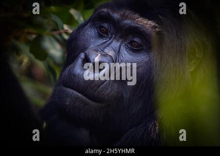 Settembre 2017. Gorilla con il gruppo Rushegura nel Parco Nazionale impenetrabile di Biwindi. Questo gruppo è stato uno dei primi nella zona abituato per il turismo gorilla tracking. Parco Nazionale impenetrabile di Bwindi, Uganda. Foto Stock