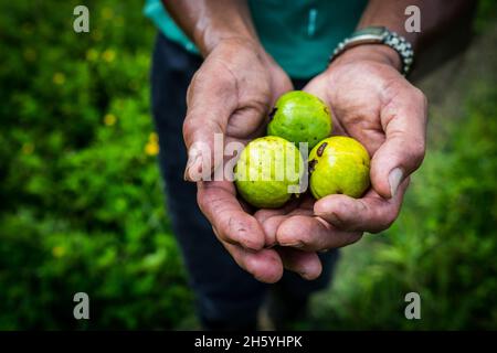 Luglio 2017. Un lavoratore agricolo con la Kalahan Educational Foundation (KEF) sceglie la guava presso il vivaio della Kalahan Educational Foundation sulla collina sopra la città. Imugan, Nueva Vizcaya, Filippine. Foto Stock