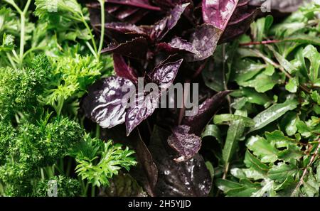 Sfondo da basilico viola, rucola, prezzemolo riccio. Verdi biologici freschi che crescono in giardino. Vista dall'alto di una varietà di verde fresco e viola piano Foto Stock