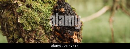 funghi chaga che crescono sul tronco di betulla nella foresta estiva. selvaggio crudo cibo chaga fungo parassita o funghi è usato in alternat folk tradizionale Foto Stock