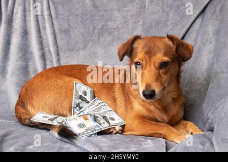 Zenzero cane e un mazzo di dollari vicino Foto Stock