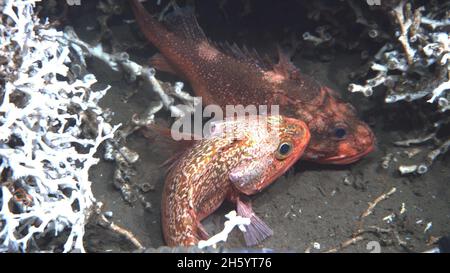 Deep sea fish. Blackbelly rosefish (Helicolenus dactylopterus). Noto anche come scorfano di fondale e bluemouth seaperch. Utilizzando lophelia coral per l'habitat Foto Stock