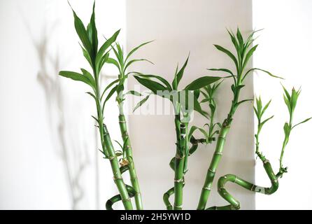 Mazzo di bambù verdi in vaso come arredamento per la casa. Arredamento per la casa concetto. Foto Stock