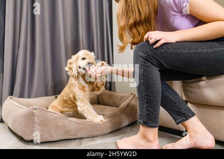 Giovane donna mano che alimenta il suo cane spaniello americano. La mano femminile dà un trattamento. Foto Stock