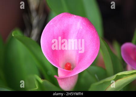 Rosa Calla Lilly Foto Stock