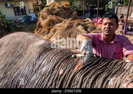 Novembre 2017. Kiran Raj Rijal (camicia rosa) pulisce un ascesso su Gyankali l'elefante causato dalla pressione dalle selle utilizzate per dare ai turisti giri sull'elefante. Kiran, sotto la guida del veterinario Dr. Amir Sadaula (non mostrato) tratta due elefanti al Traveler's Rest Camp. National Trust for Nature Conservation (NTNC) fornisce servizi verterinari gratuiti ai tosatori di elefanti a sostegno dell'ecoturismo come impresa che beneficia dei risultati di conservazione. Sauraha, distretto di Chitwan, Nepal. Foto Stock