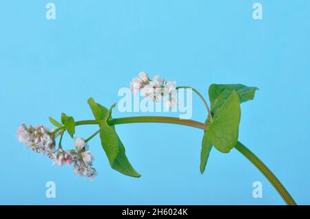 grano saraceno in fiore su sfondo blu Foto Stock