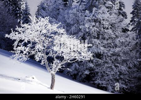 FRANCIA, ISERE ( 38 ), SAINT PIERRE DE CHARTREUSE, PASSO DEL RUCHERE IL PARCO NATURALE DI CHARTREUSE Foto Stock