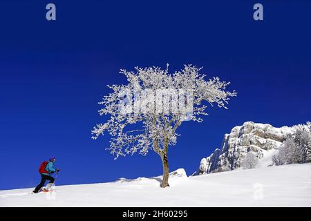 FRANCIA, ISERE ( 38 ), SAINT PIERRE DE CHARTREUSE, RACCHETTE DA NEVE AL PASSO DEL RUCHERE IL PARCO NATURALE DI CHARTREUSE Foto Stock