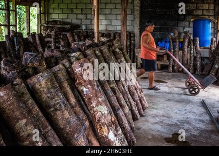 Luglio 2017. Enersto Bagiwan, contadino della Kalahan Educational Foundation (KEF) 's vivaio sopra la città, sposta tronchi utilizzati per la coltivazione di funghi shitaki. Imugan, Nueva Vizcaya, Filippine. Foto Stock