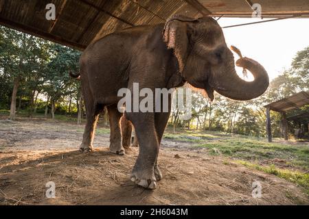 Novembre 2017. Gli Elefants sono utilizzati per il trasporto nella foresta dal personale del National Trust for Nature Conservation. Sauraha, distretto di Chitwan, Nepal. Foto Stock