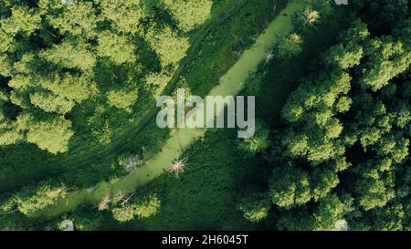 Vista aerea del paesaggio della Foresta Verde. Vista dall'alto dall'alto nella serata estiva. Piccola palude in foresta mista. Vista con droni. Vista dall'alto Foto Stock