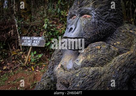 Settembre 2017. I gorilla sono la principale attrazione e un enorme motore dell'economia nel sud dell'Uganda, con il permesso di trascorrere solo un'ora nella foresta con loro costando US $ 600 a persona. Buhoma, Uganda. Foto Stock