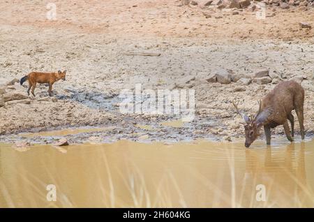 Cane selvatico asiatico/dhole (Cuon alpinus) che eyeing un cervo sambar (Rusa unicolor) che beve acqua da un waterhole Foto Stock