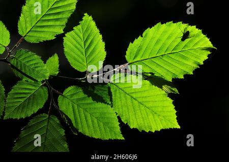 In primavera il fogliame wych Elm retroilluminato Foto Stock