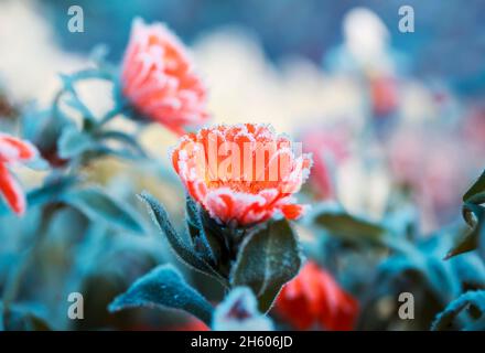 cristalli di gelo ricoperti fiori di calendula arancione nel giardino d'autunno in una mattina fredda Foto Stock