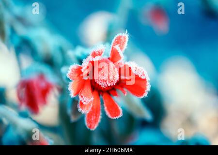 cristalli di gelo ricoperti fiori di calendula arancione nel giardino d'autunno in una mattina fredda Foto Stock