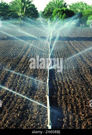 Irrigazione a mano sprinker coltivazioni germinanti a Yuma, AZ ca. 2011 o precedente Foto Stock