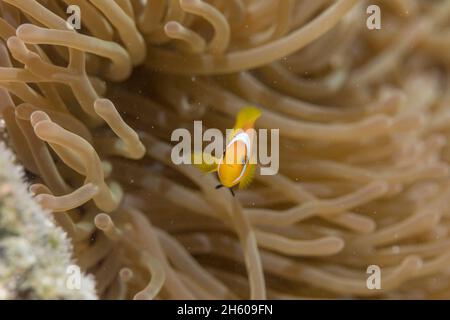 Anemonefish di Blackfoot; nigripes di Amphiprion; in Anemone; Maldive Foto Stock