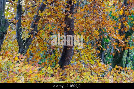 Foglie autunnali dai colori vivaci Foto Stock