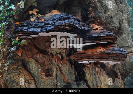 Fungo della staffa meridionale su tronco di faggio maturo. New Forest, Hampshire, Regno Unito. Novembre 2015 Foto Stock