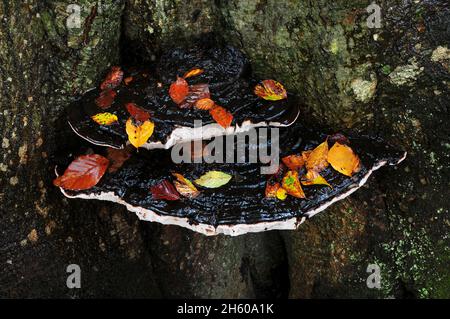 Fungo della staffa meridionale su tronco di faggio maturo. New Forest, Hampshire, Regno Unito. Novembre 2015 Foto Stock