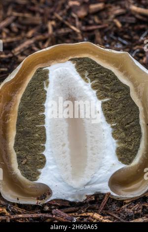 Dissezione comune delle uova di Stinkhorn; Fallus impudicus; Regno Unito Foto Stock