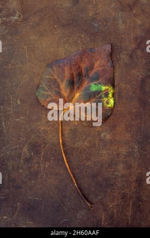 Foglia singola e gambo di Ivy o Hedera elica che diventa dorata marrone ma con piccola parte restante giallo verde pezza giacente su pelle rigata Foto Stock