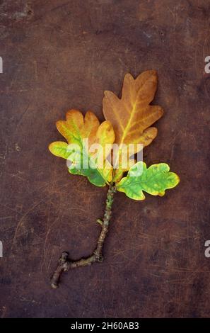 Ramoscello di quercia inglese o albero Quercus robur con tre foglie autunnali giallo verde e marrone dorato adagiato su pelle scuffata Foto Stock