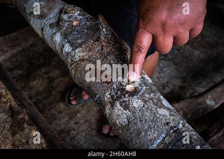 Luglio 2017. Enersto Bagiwan, contadino della Kalahan Educational Foundation (KEF) 's vivaio sopra la città, sposta tronchi utilizzati per la coltivazione di funghi shitaki. Imugan, Nueva Vizcaya, Filippine. Foto Stock