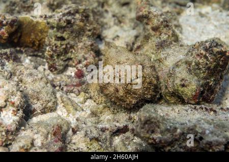 Falso stonefish; Scorpaenopsis diabolus; Maldive Foto Stock