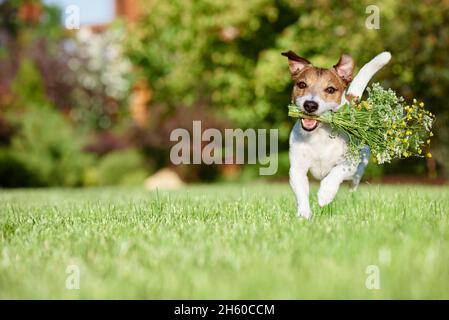 Buon cane che porta in bocca bouquet di fiori di campo selvaggio come regalo romantico per le vacanze Foto Stock