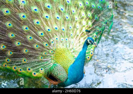 Primo piano di un elegante uccello maschio indiano pavone che mostra la sua bella coda di piume in un parco pubblico Foto Stock