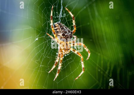 Primo piano macro shot di un ragno da giardino europeo (ragno trasversale, Araneus diadematus) seduto in una ragnatela di ragno Foto Stock