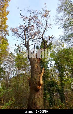 La quercia inglese Dicke Marie, risalente a 800 anni fa, è un monumento naturale situato nel quartiere di Reinickendorf, nel quartiere di Tegeler Forst. È probabilmente l'albero più antico di Berlino 2021 Foto Stock